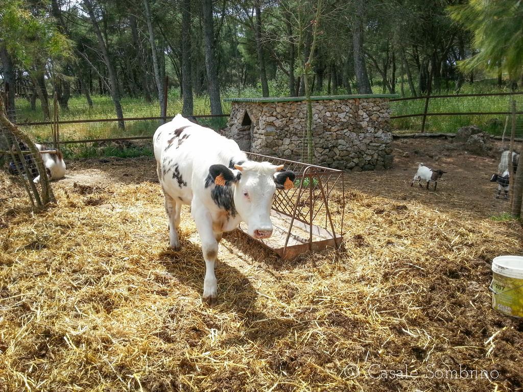Casale Sombrino ξενώνας Supersano Εξωτερικό φωτογραφία