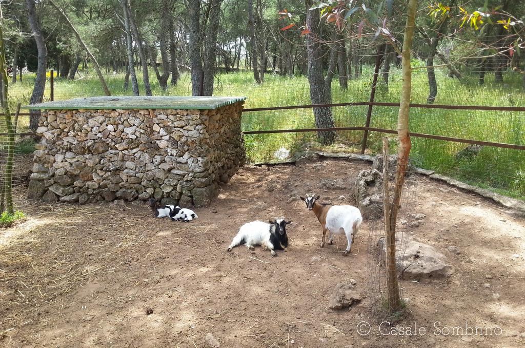 Casale Sombrino ξενώνας Supersano Εξωτερικό φωτογραφία